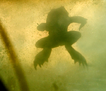 BB 07 0060 / Bufo bufo / Nordpadde